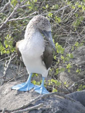 blue-footed booby